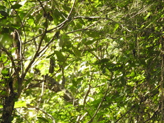 Polyclathra cucumerina