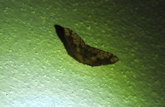 Nematocampa resistaria