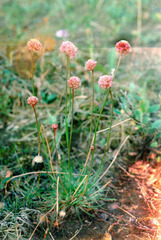 Armeria maritima sibirica