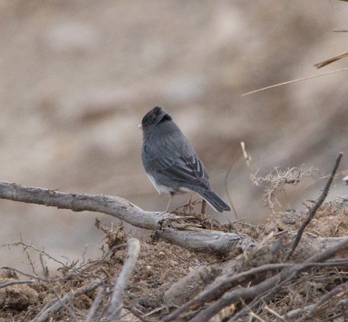Dark-eyed Junco photographed in Pennsylvania
