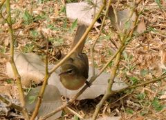 Acrocephalus stentoreus