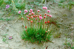 Armeria maritima sibirica