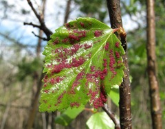 Acalitus longisetosus