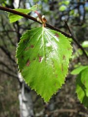 Acalitus longisetosus