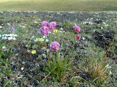 Armeria maritima sibirica