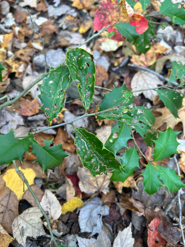 Unknown species found near Yellow Meeting House Rd, Millstone Township, NJ, US