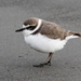 Kentish Plover - Photo (c) Jamie Chavez, some rights reserved (CC BY-NC)