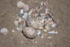 Kentish Plover photo 6