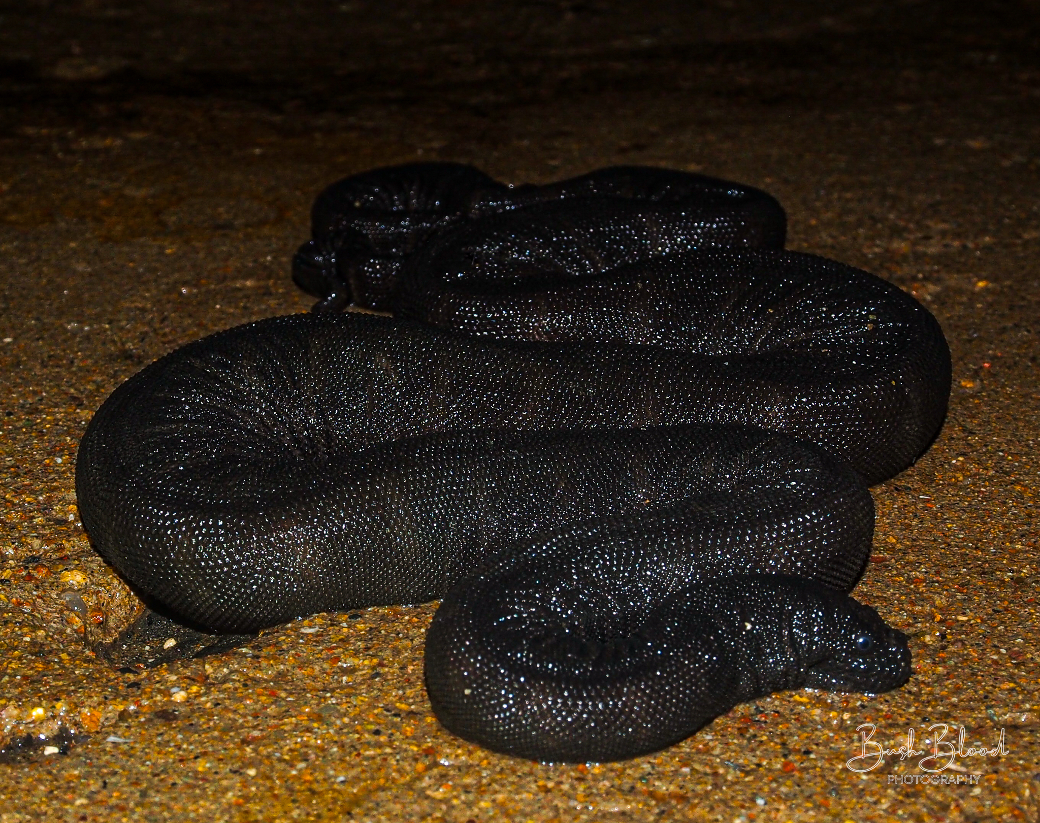 Acrochordus granulatus (Schneider, 1799)