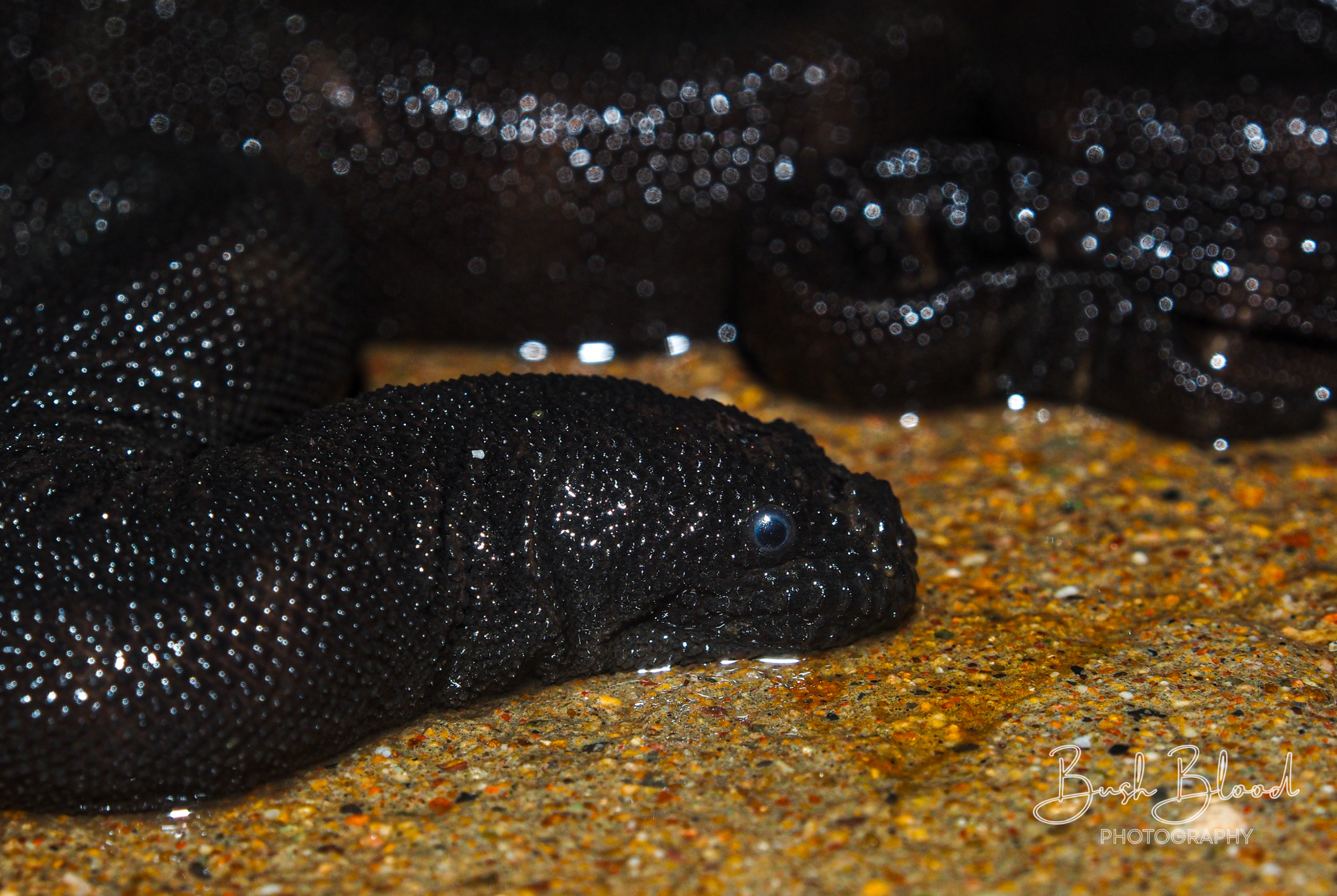 Acrochordus granulatus (Schneider, 1799)