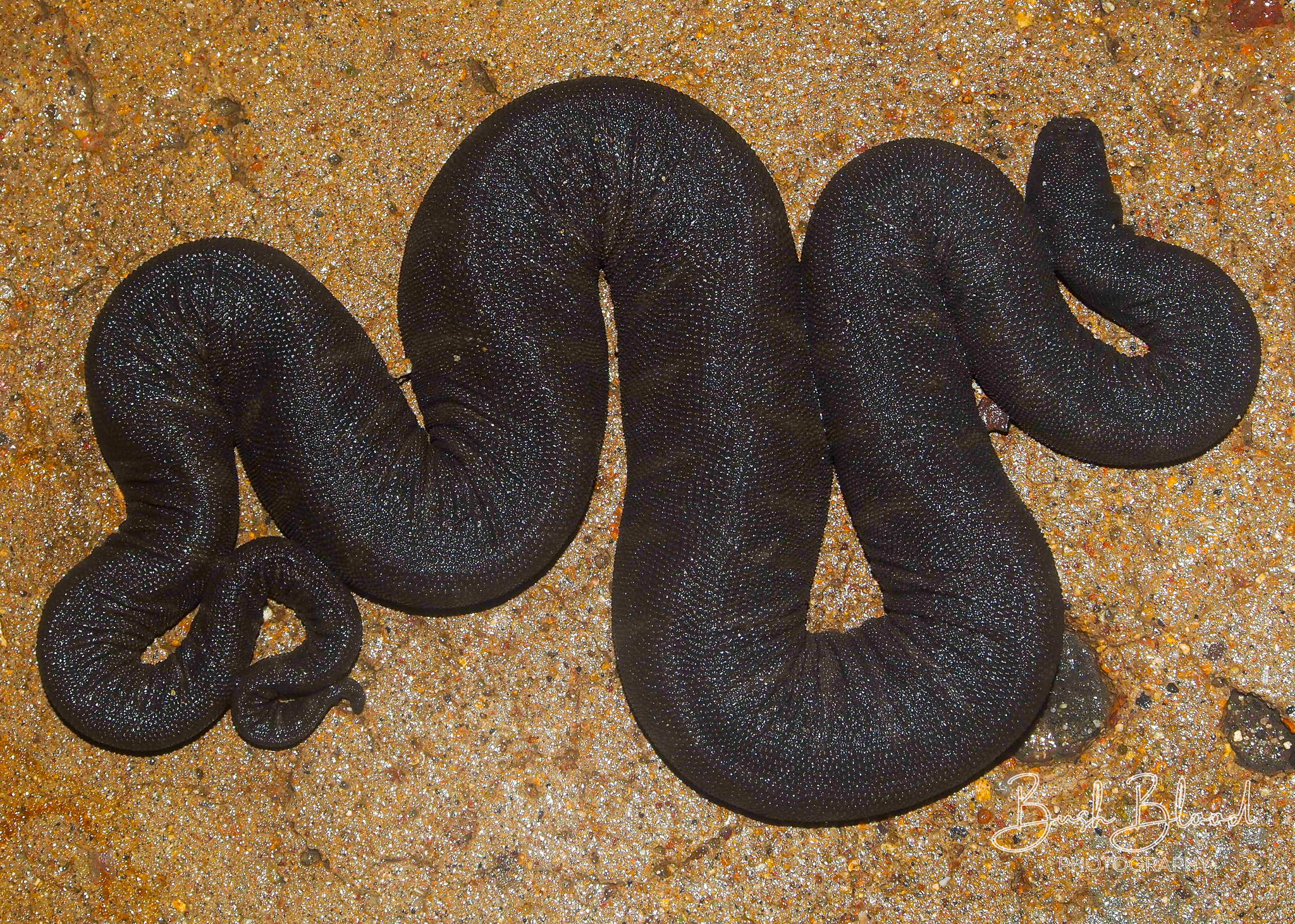 Acrochordus granulatus (Schneider, 1799)