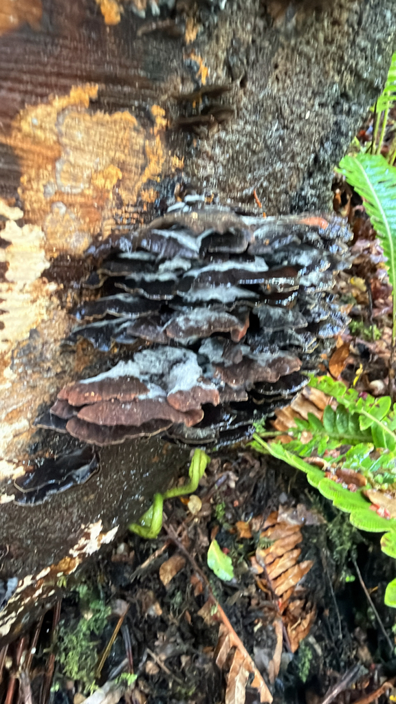 Hymenochaete microcycla · November 2025 · photo: © pluckytree (iNaturalist, cc-by)