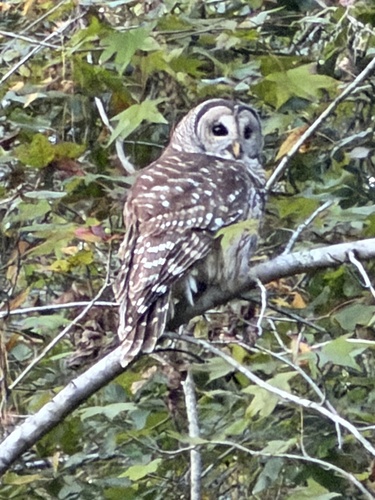 View observation of {o.common_name} on iNaturalist