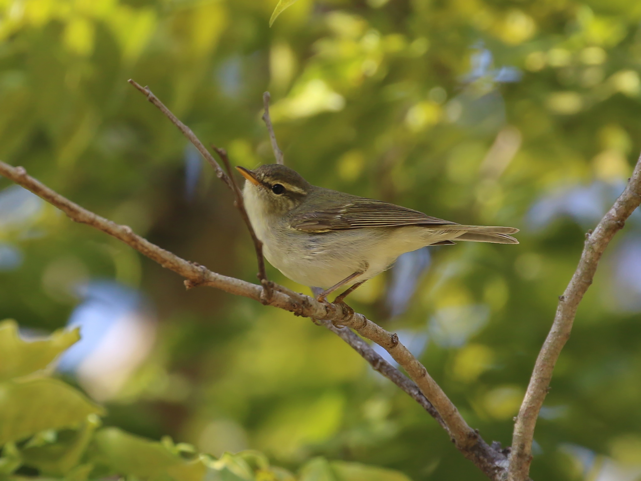 Two-barred Warbler (Phylloscopus plumbeitarsus), photo 7