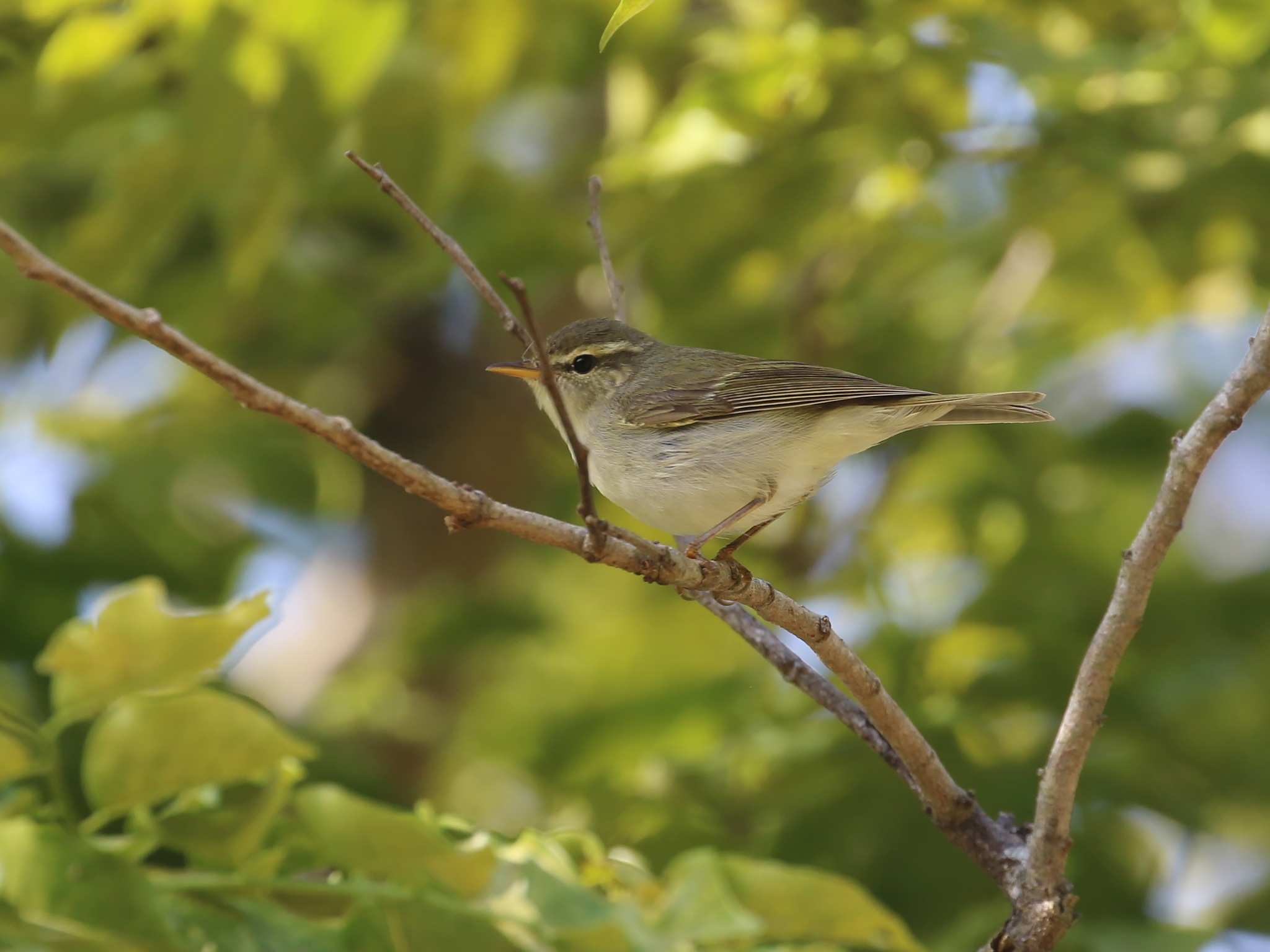 Two-barred Warbler (Phylloscopus plumbeitarsus), photo 6