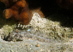 Macrodontogobius wilburi