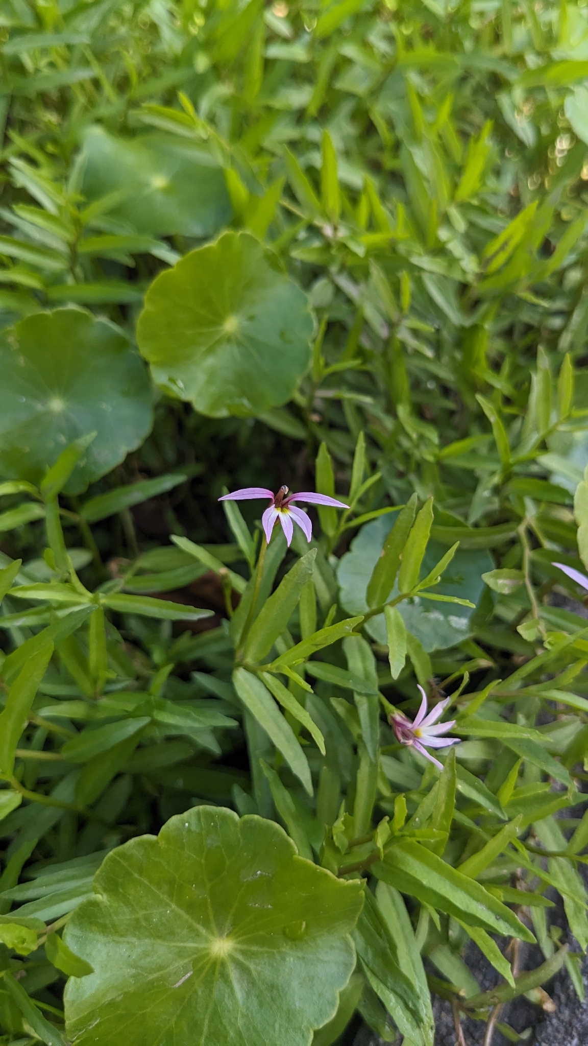 Chinese Lobelia (Lobelia chinensis)