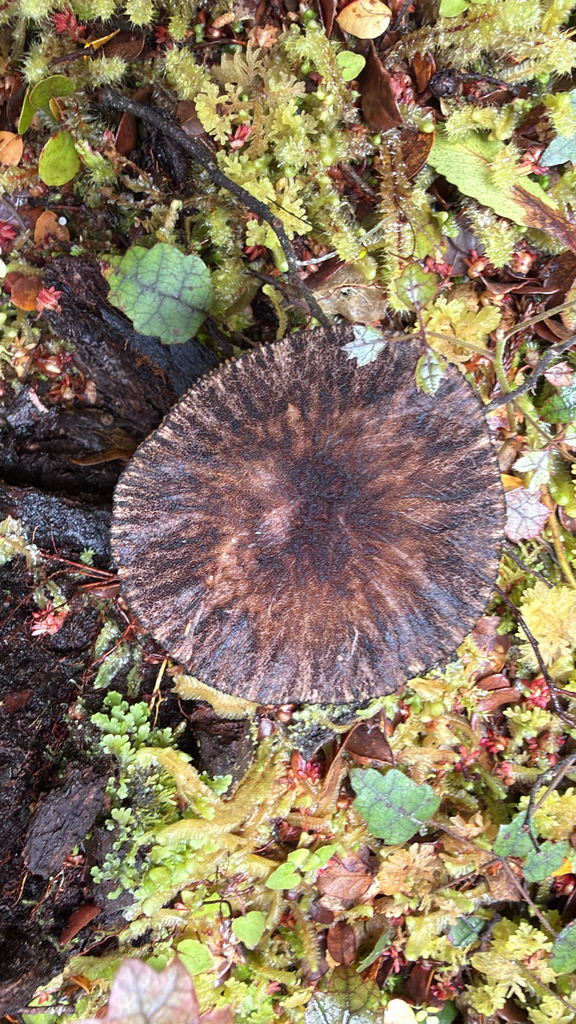 Pluteus perroseus · November 2025 · photo: © pluckytree (iNaturalist, cc-by)