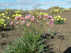 Armeria maritima sibirica