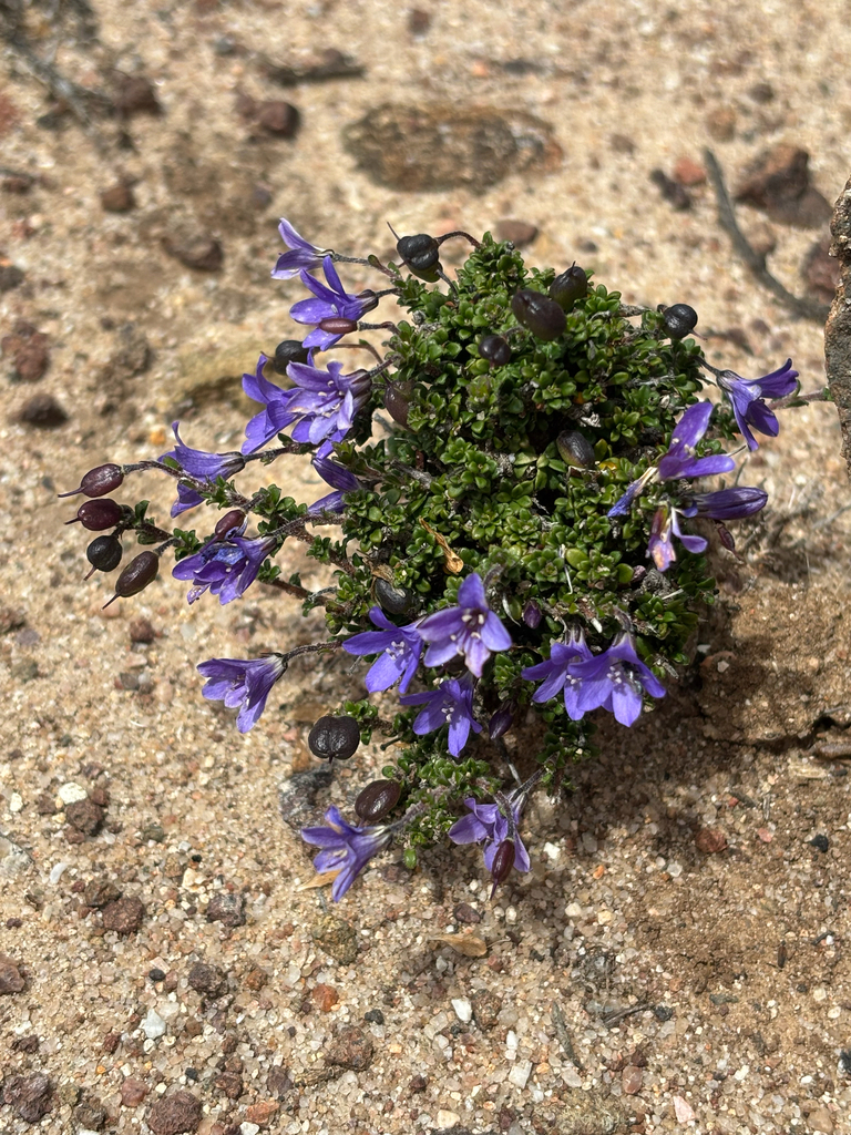 Marianthus microphyllus