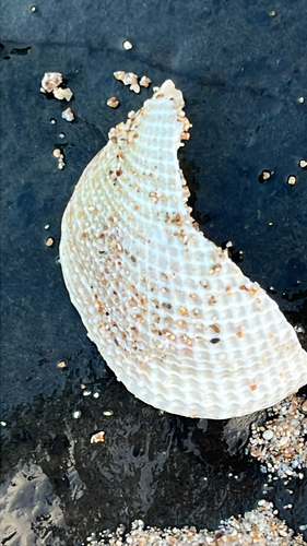 Antigona reticulata observed 2025-11-28