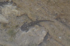 Salamandra algira splendens