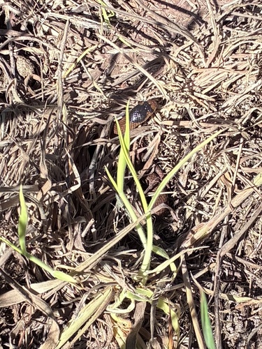 Whip Hooded Snake sighting