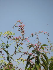 Lepidaploa canescens