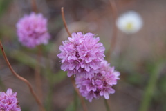 Armeria maritima sibirica