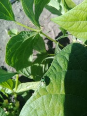 Diabrotica decempunctata