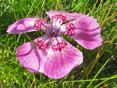 Dianthus alpinus