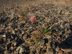 Armeria maritima sibirica
