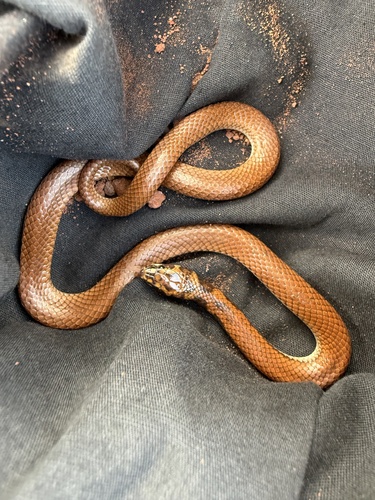 Little Spotted Snake sighting