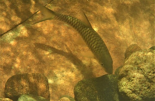 Zwarte mahseer (Tor khudree) — Cyprinidae