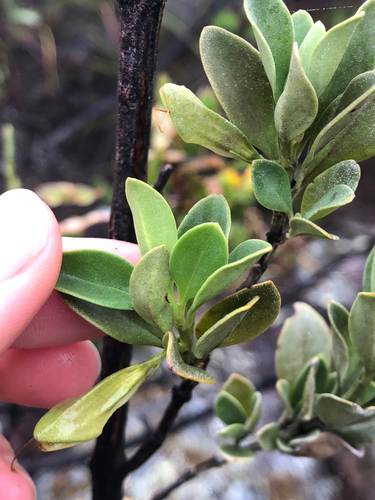 Prostanthera porcata, 2025-10-21