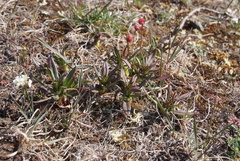 Armeria maritima sibirica