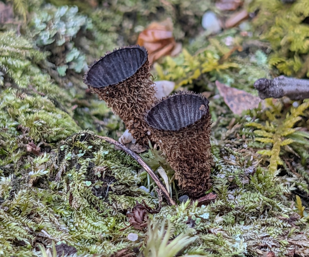 Cyathus striatus · November 2025 · photo: © mhincz (iNaturalist, cc-by)