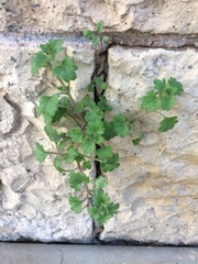 Veronica cymbalaria