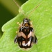 Capraita obsidiana - Photo (c) skitterbug,  זכויות יוצרים חלקיות (CC BY), uploaded by skitterbug