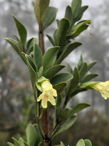 Prostanthera porcata, 2025-10-21