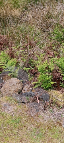 Tiger Snake sighting