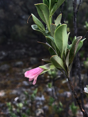 Prostanthera porcata, 2025-10-21