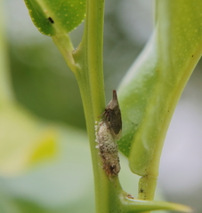 Aconophora compressa