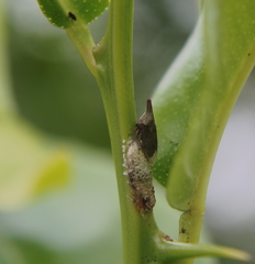 Aconophora compressa