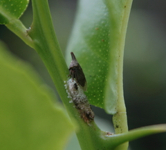 Aconophora compressa