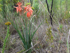 Aloe micracantha