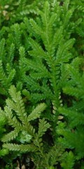 Selaginella leonardii