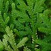 Selaginella leonardii - Photo (c) Martin Reith, some rights reserved (CC BY-NC), uploaded by Martin Reith