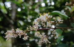 Miconia mexicana