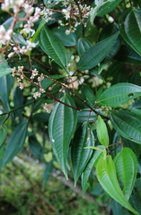 Miconia mexicana